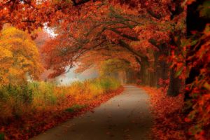 autumn, Leaves, Walk, Nature, Forest, Leaves, Hdr, Trees, Park