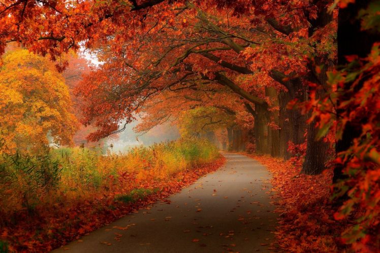 autumn, Leaves, Walk, Nature, Forest, Leaves, Hdr, Trees, Park HD Wallpaper Desktop Background