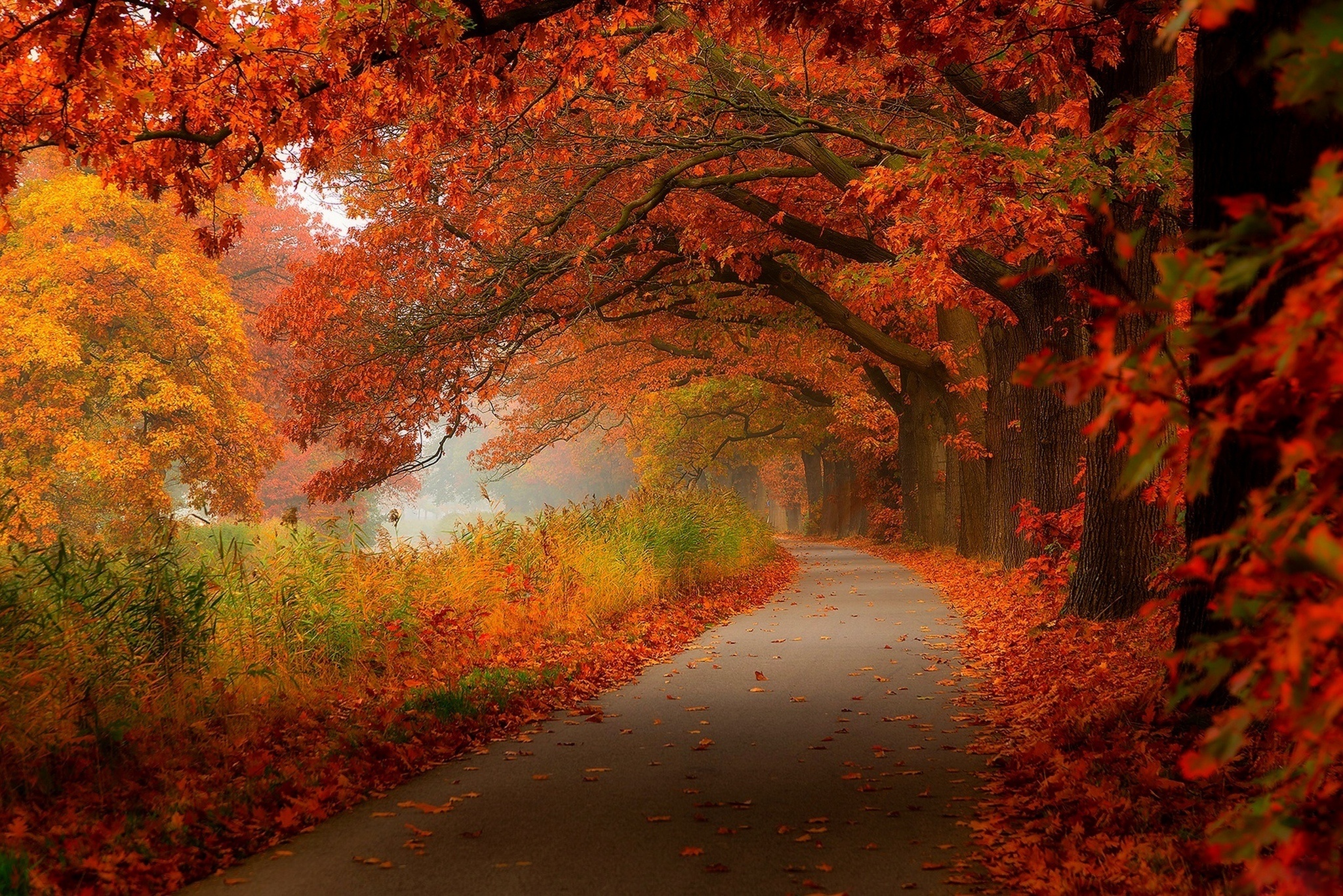 autumn, Leaves, Walk, Nature, Forest, Leaves, Hdr, Trees, Park Wallpaper
