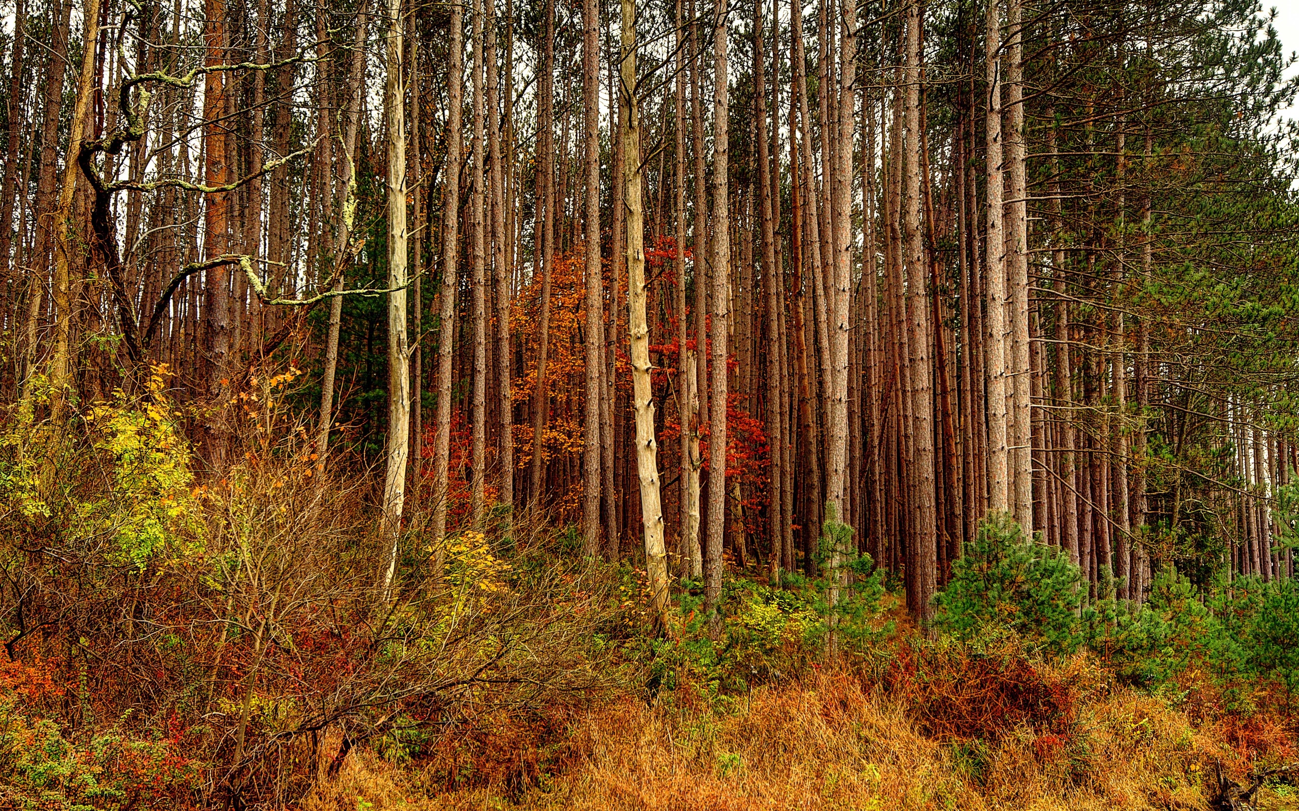 autumn, Forest, Trees, Nature Wallpaper