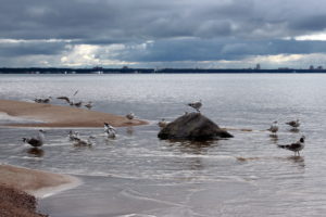 baltic, Sea, Shore, Seagulls, Landscape