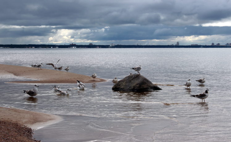 baltic, Sea, Shore, Seagulls, Landscape HD Wallpaper Desktop Background