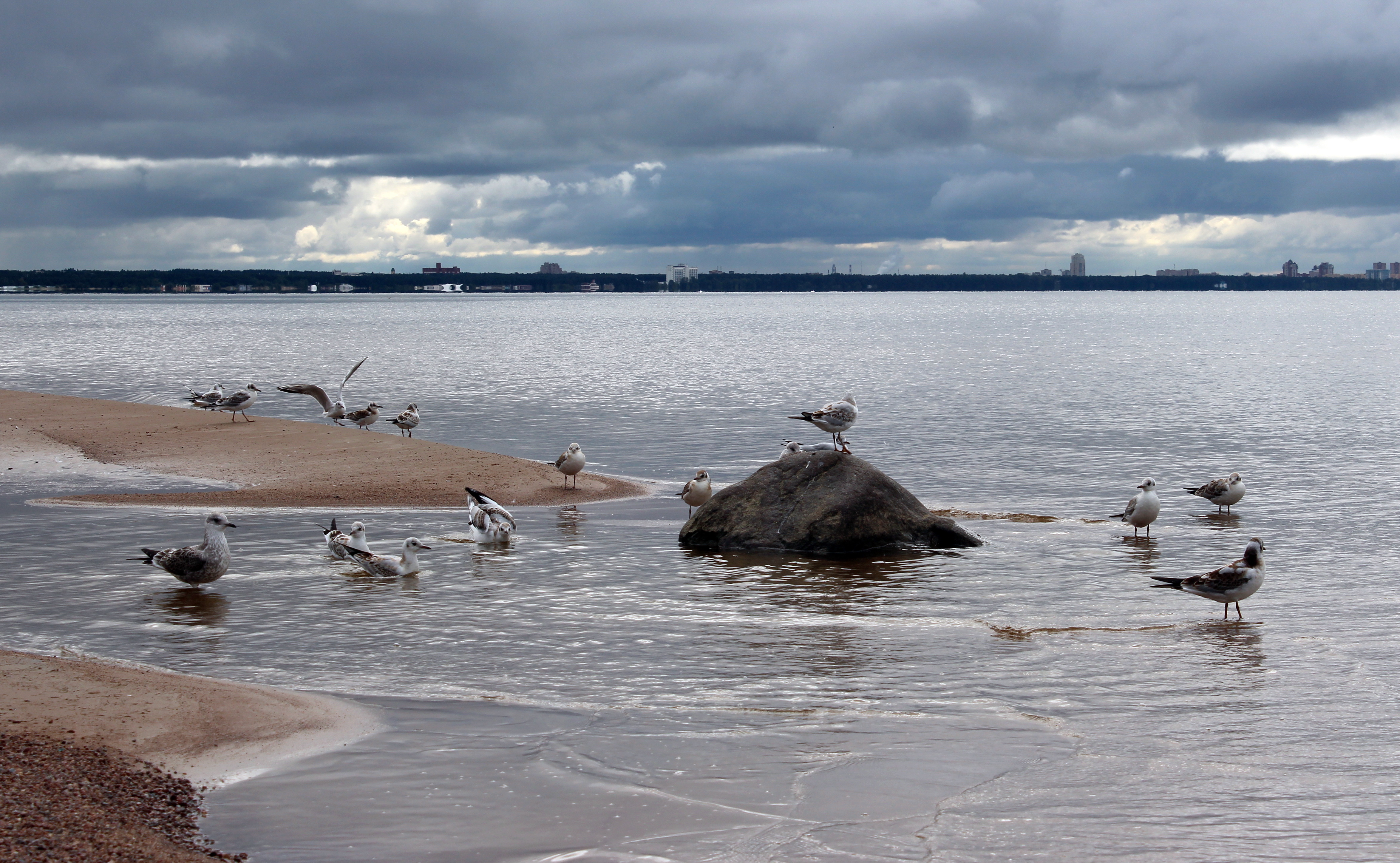 baltic, Sea, Shore, Seagulls, Landscape Wallpaper