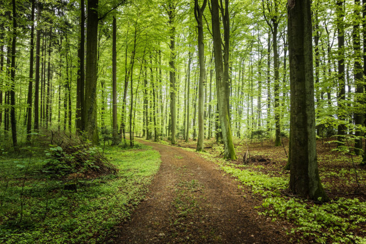 forest, Trees, Road, Landscape HD Wallpaper Desktop Background
