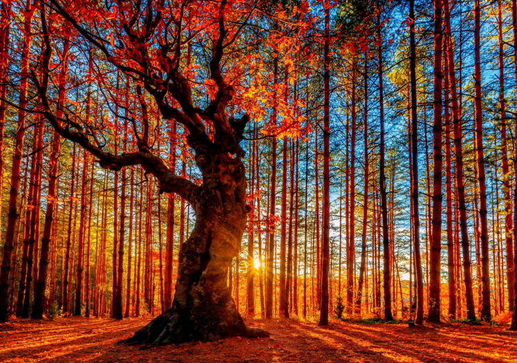 forest, Sky, Trees, Autumn, Foliage HD Wallpaper Desktop Background