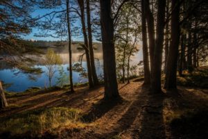 kinrara, Scotland, England, River, Forest, Trees