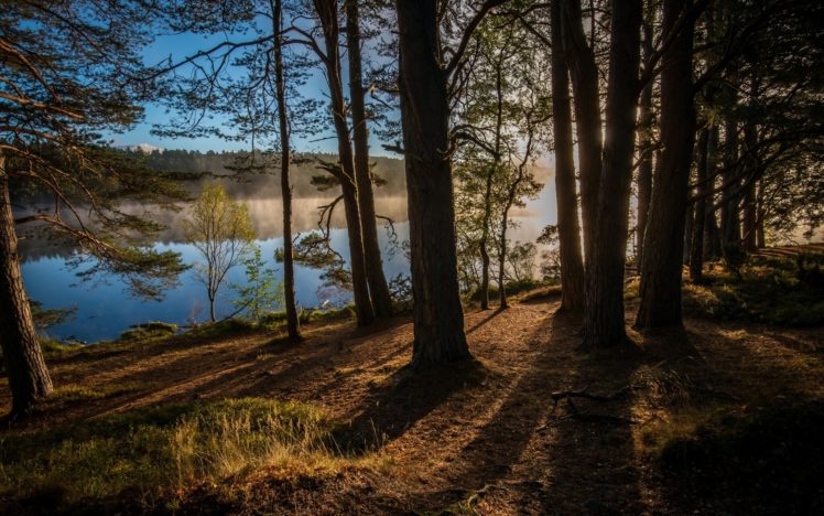 kinrara, Scotland, England, River, Forest, Trees HD Wallpaper Desktop Background