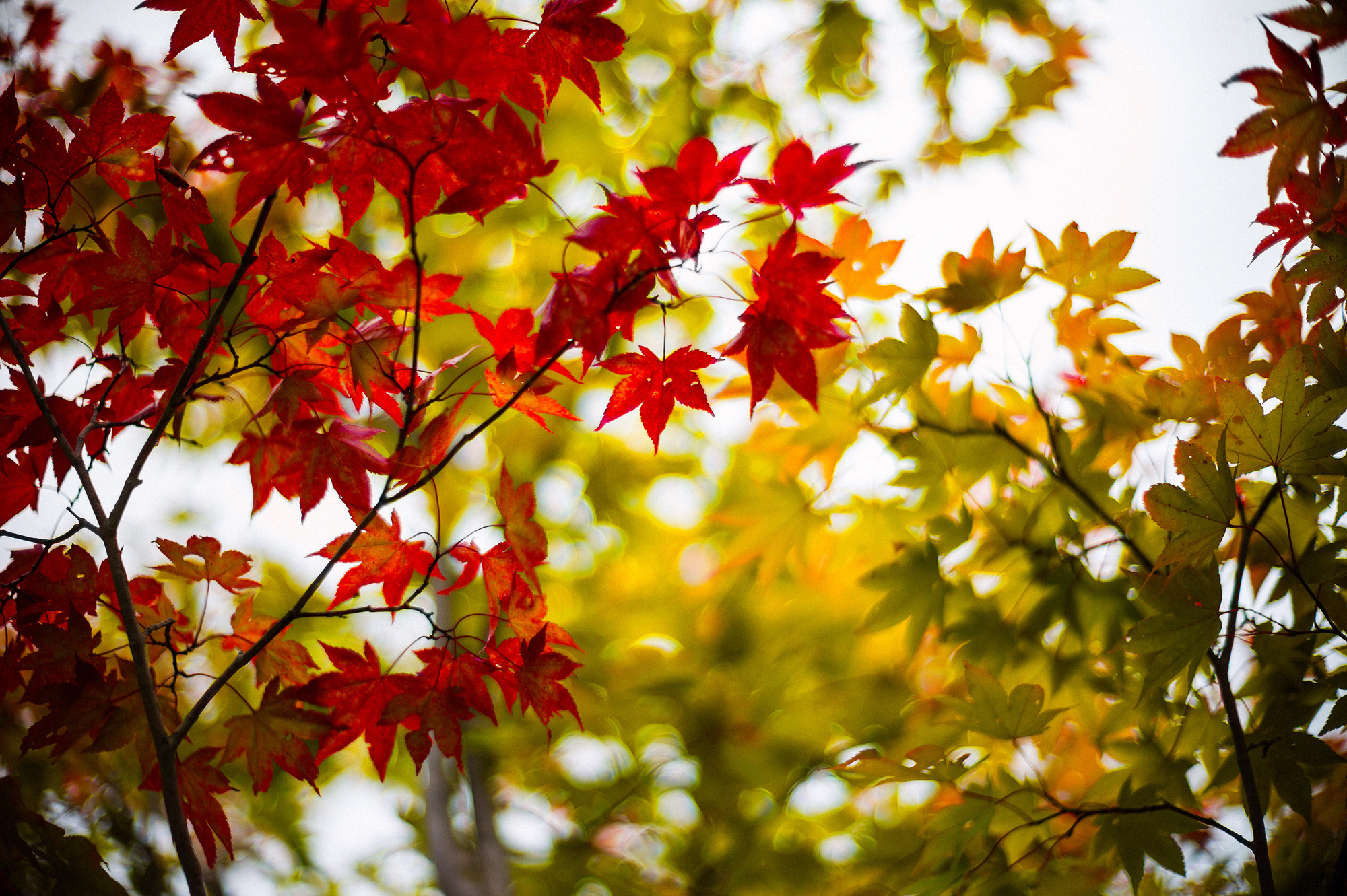 leaves, Green, Burgundy, Maple Wallpaper