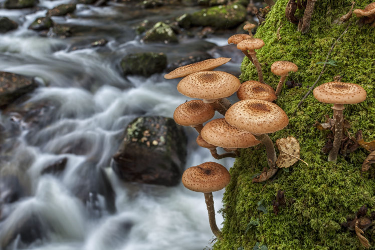 mushrooms, Moss, River, Close up HD Wallpaper Desktop Background