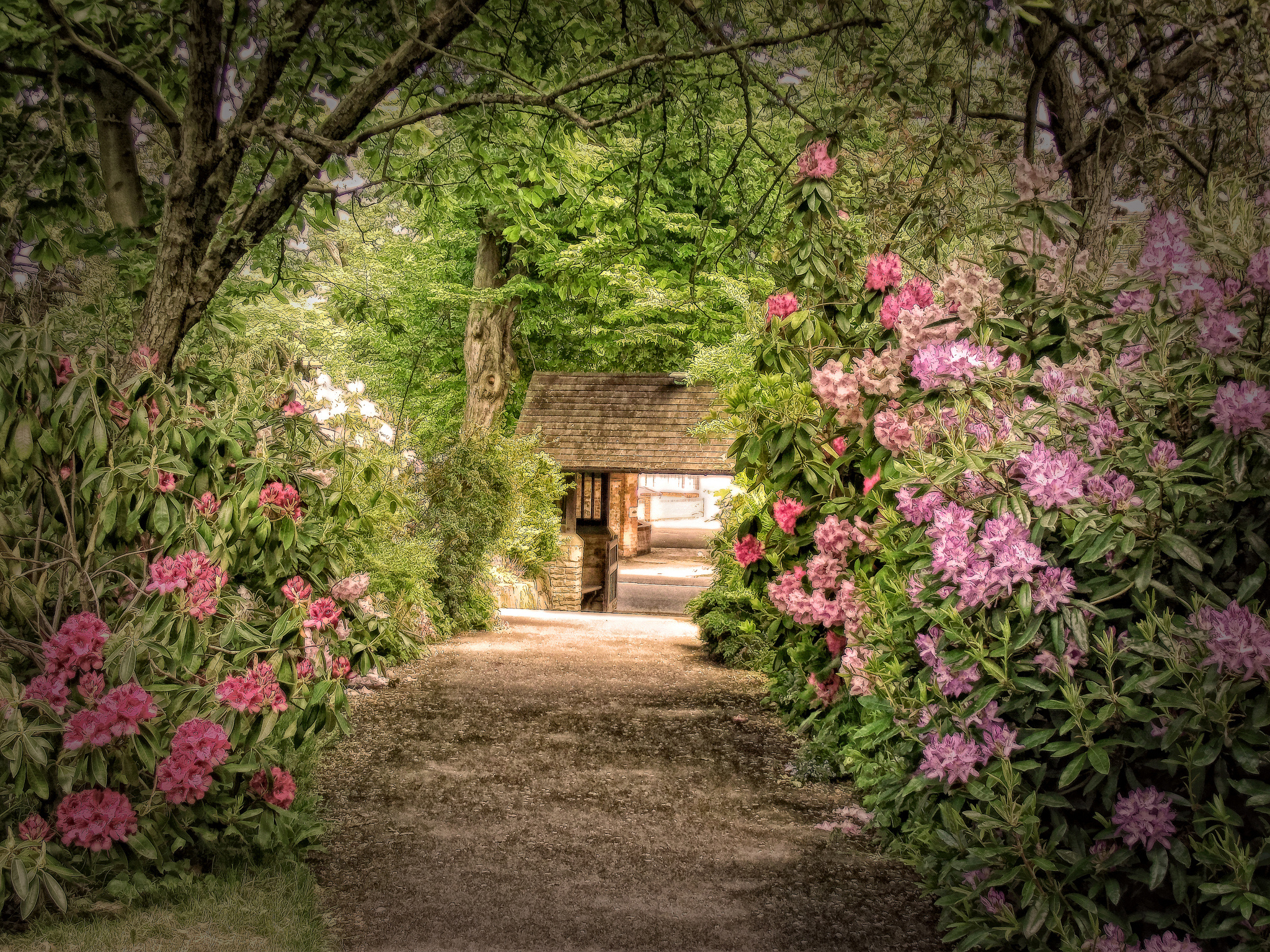 park, Shrubs, Rhododendrons, Walking, Paths, Trees, Photoshop Wallpapers HD  / Desktop and Mobile Backgrounds