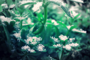 snowflakes, Snow, Plants, Leaves