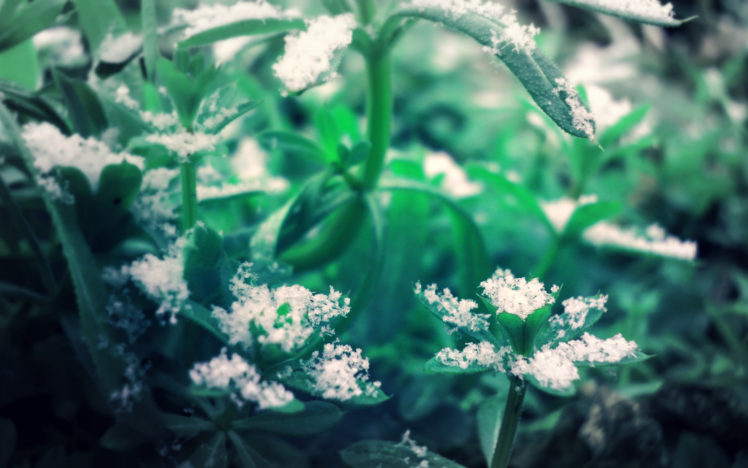 snowflakes, Snow, Plants, Leaves HD Wallpaper Desktop Background