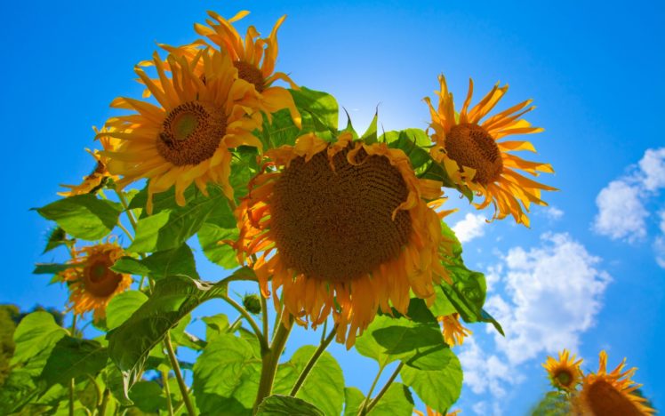 sunflowers, Sky HD Wallpaper Desktop Background