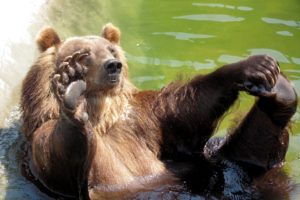 bear, Playing, In, The, Green, Water