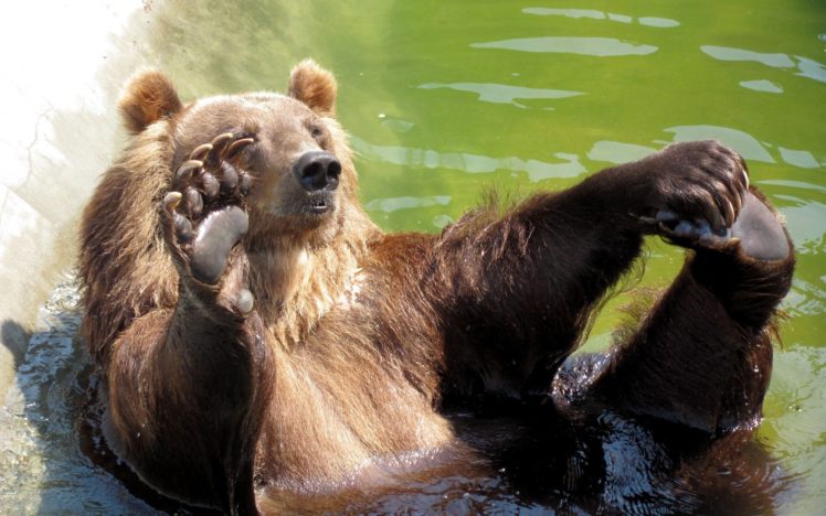 bear, Playing, In, The, Green, Water HD Wallpaper Desktop Background