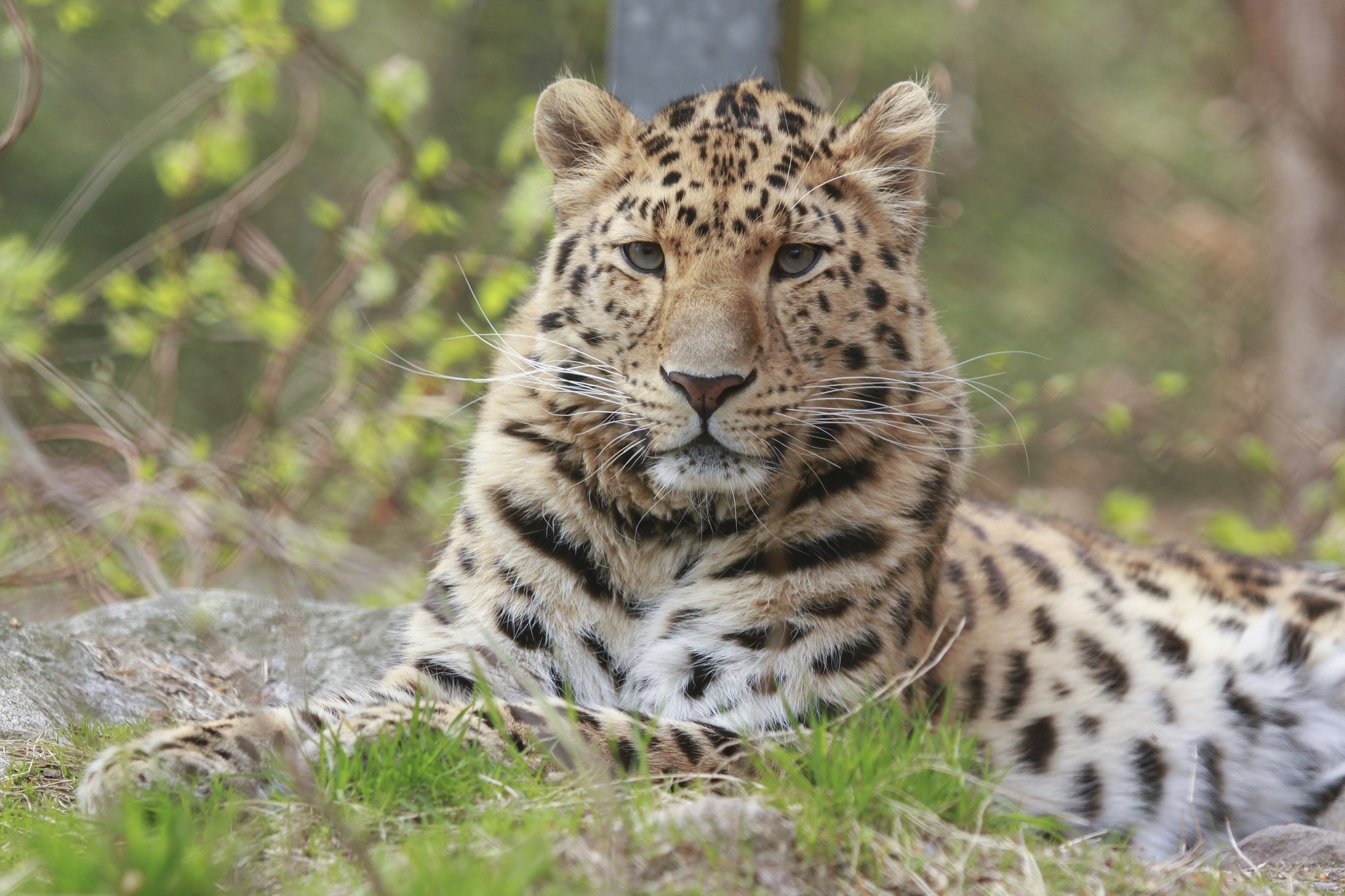 amur, Leopard Wallpapers HD / Desktop and Mobile Backgrounds