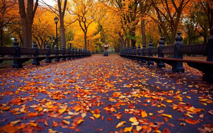 autumn, Nature, Park, Bench, Trees, Leaves, Avenue, New, York HD Wallpaper Desktop Background