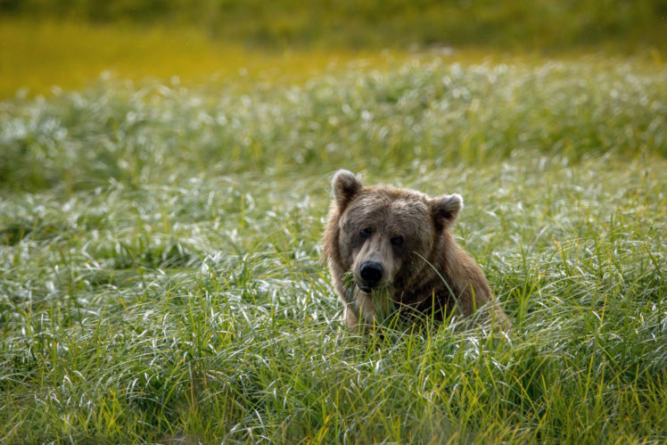 bear, Background, Green, Grass, Field HD Wallpaper Desktop Background