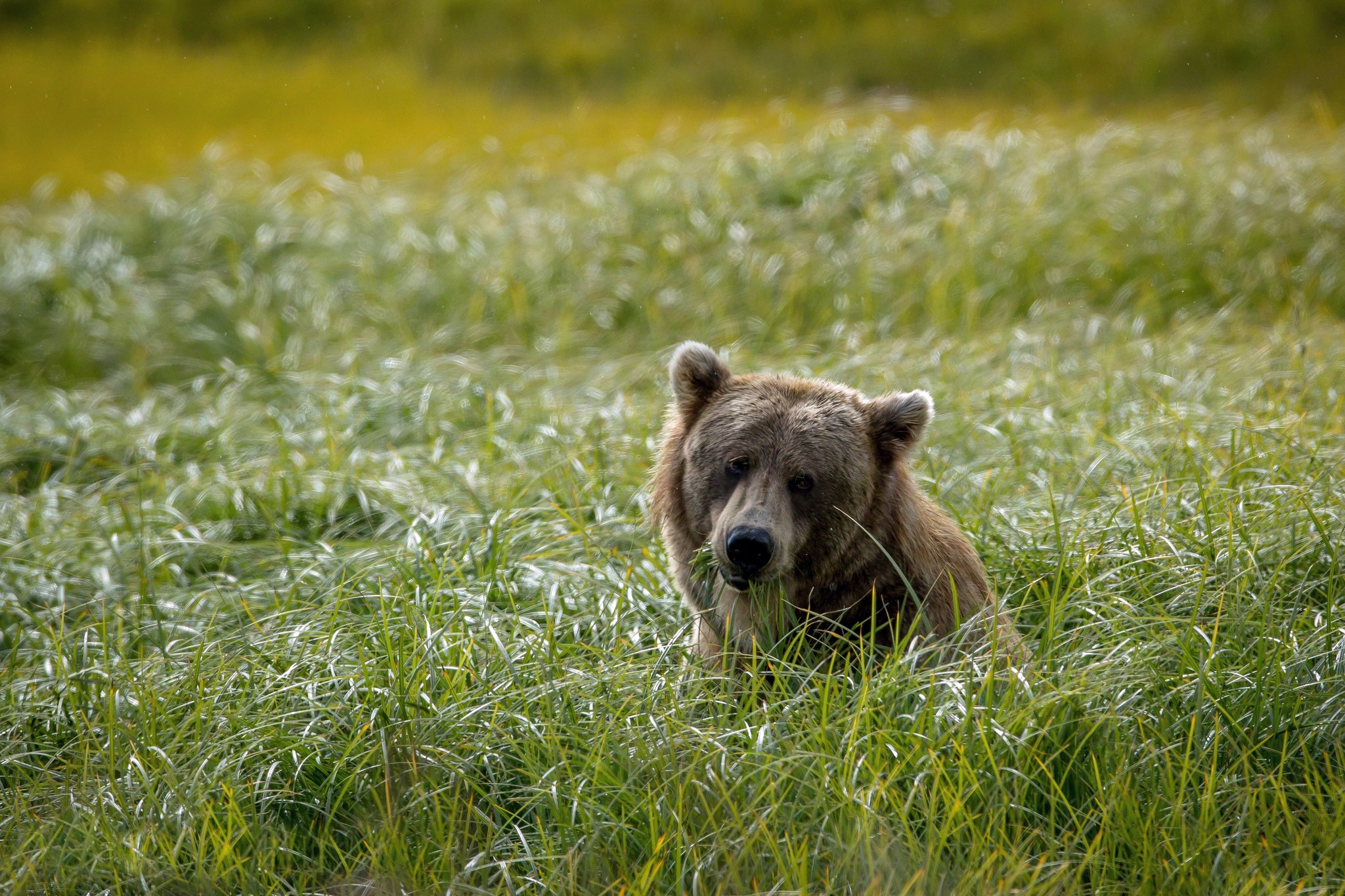 bear, Background, Green, Grass, Field Wallpaper