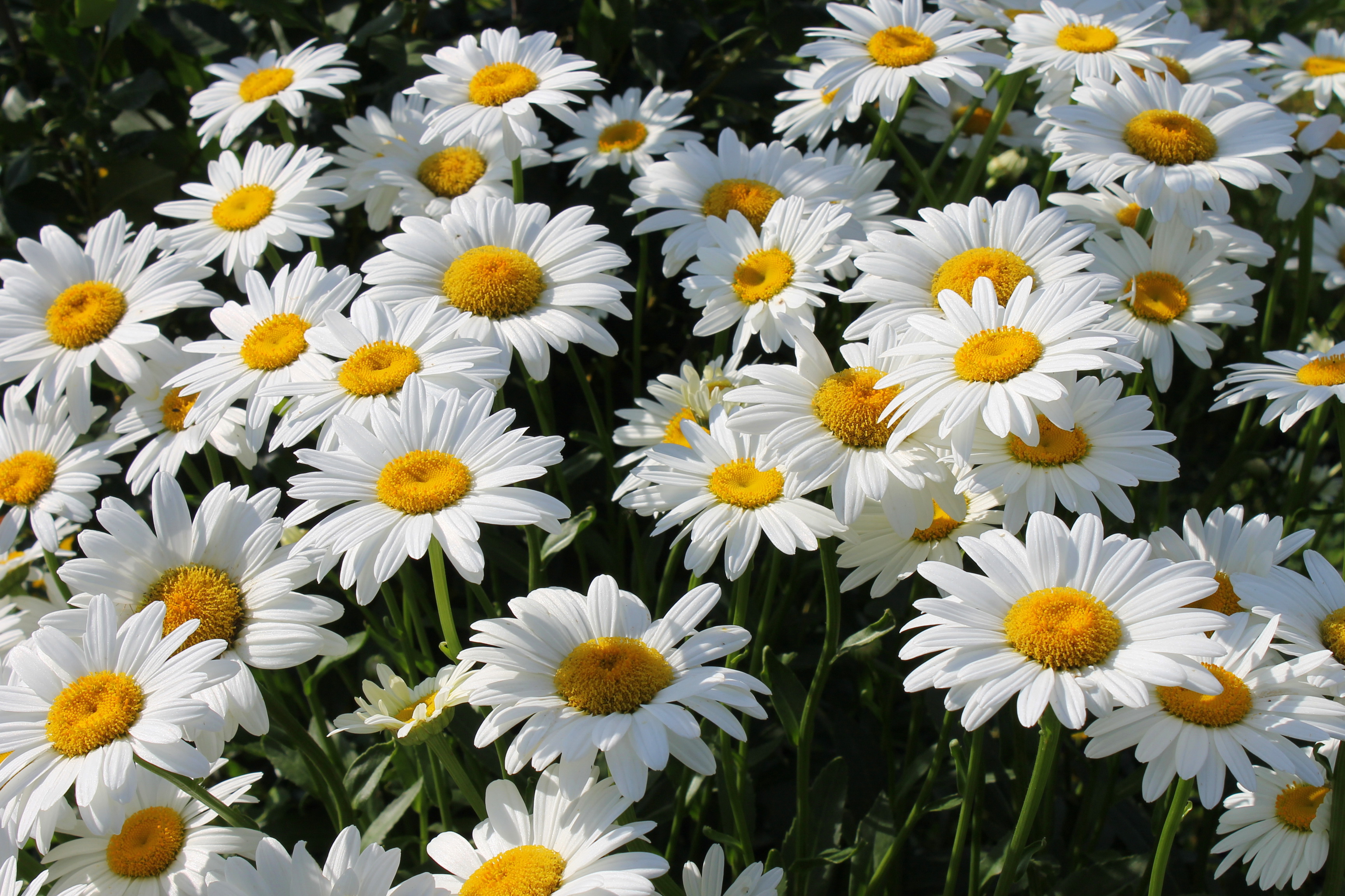 camomiles Wallpaper