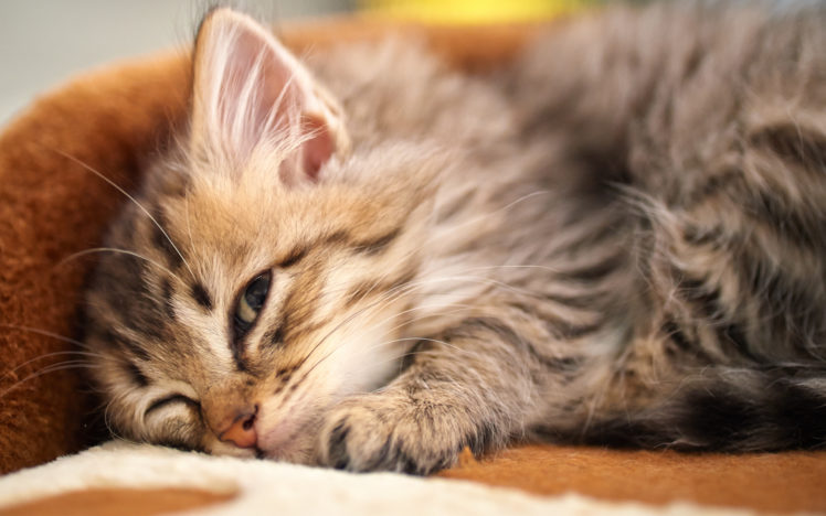 cat, Sleeps, Kitten, Lying HD Wallpaper Desktop Background