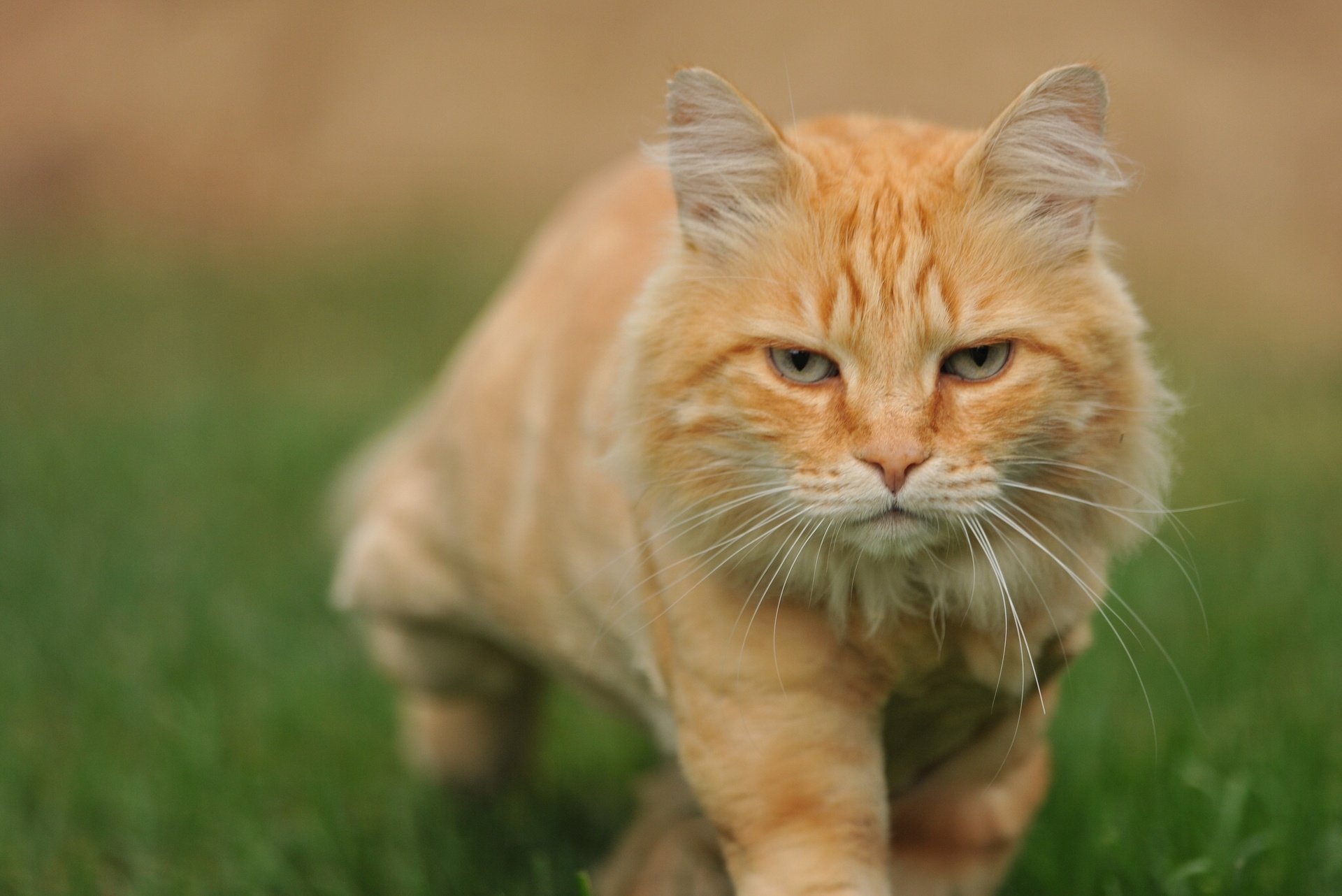 cat, Sneaks, Bokeh, Cat Wallpaper