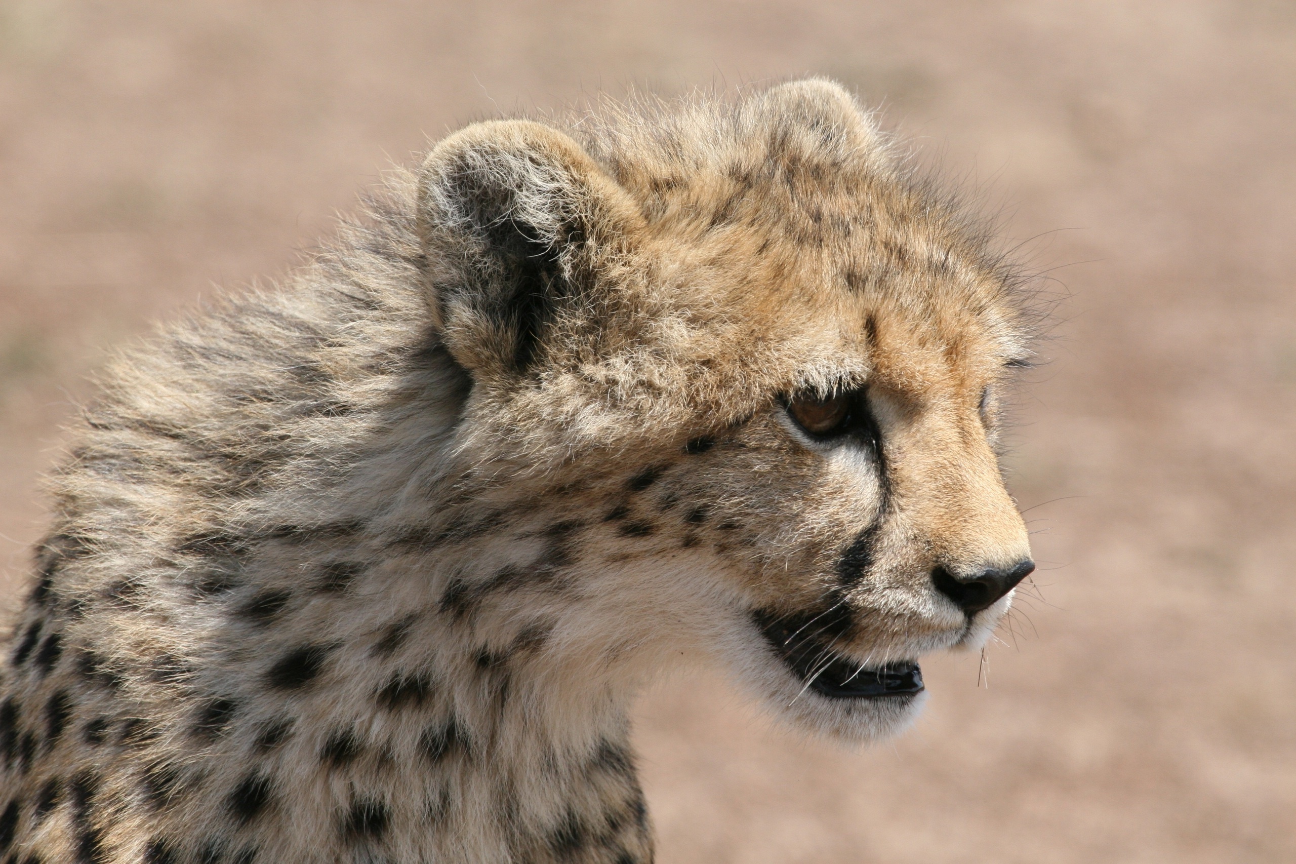 cheetah, Wild, Cat, Muzzle Wallpaper