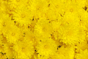 chrysanthemums, Yellow, Close, Up