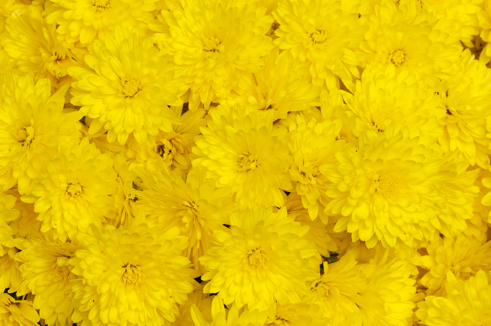 chrysanthemums, Yellow, Close, Up Wallpaper