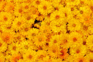 chrysanthemums, Yellow
