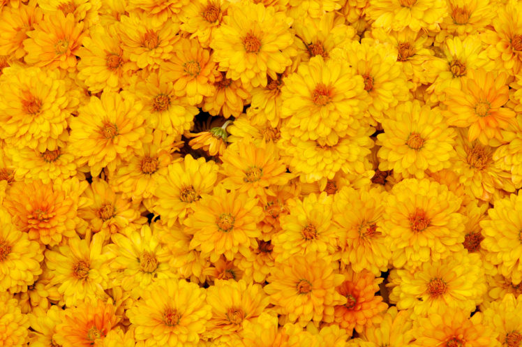 chrysanthemums, Yellow HD Wallpaper Desktop Background