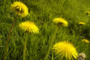 dandelions, Grass, Close up