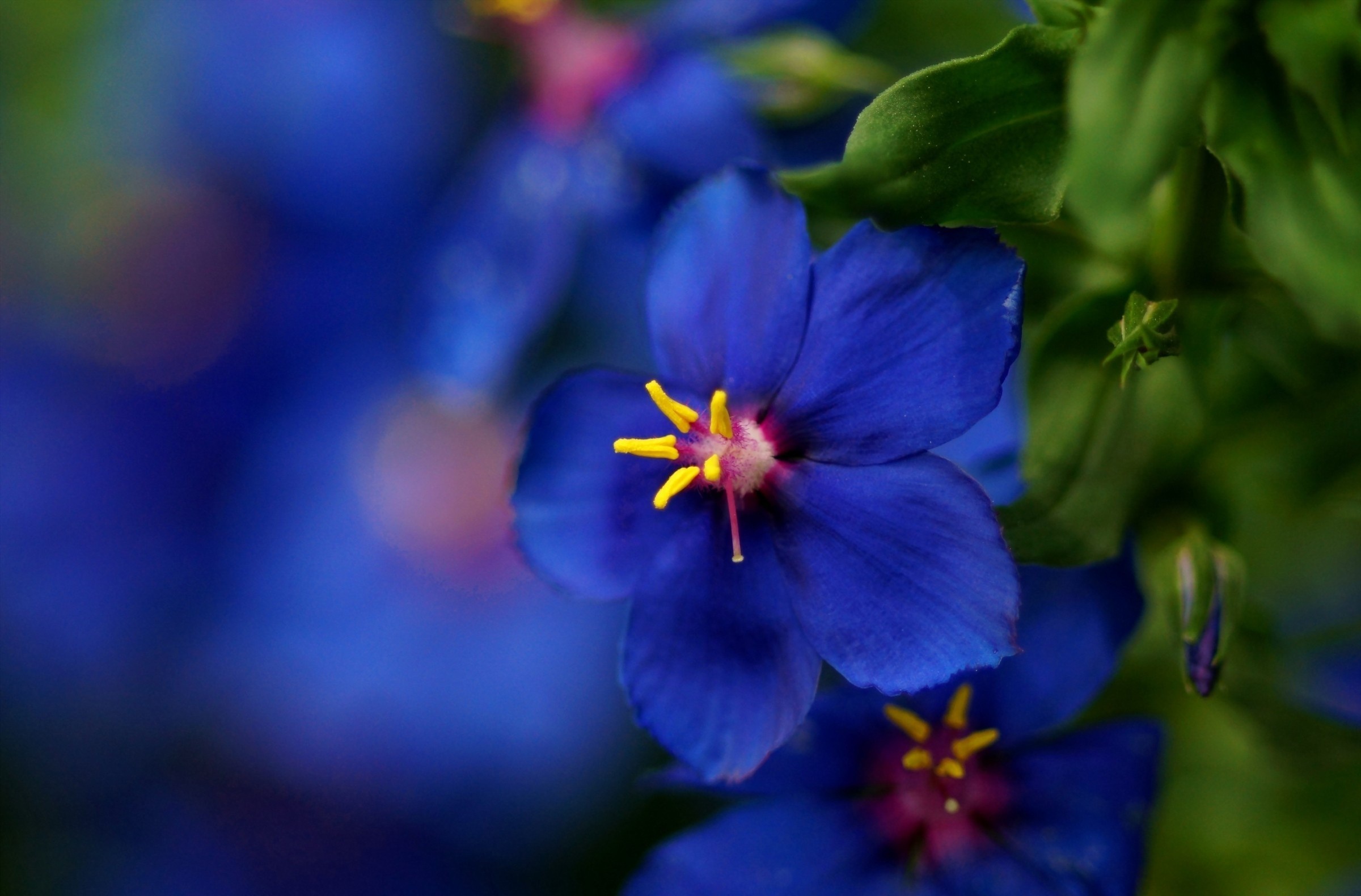flower, Close up, Blue Wallpaper