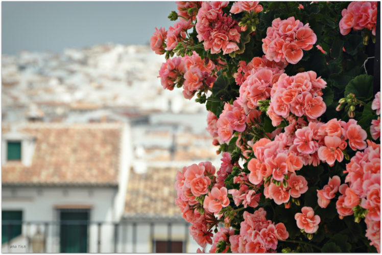 geranium, Blossoms, Bokeh HD Wallpaper Desktop Background