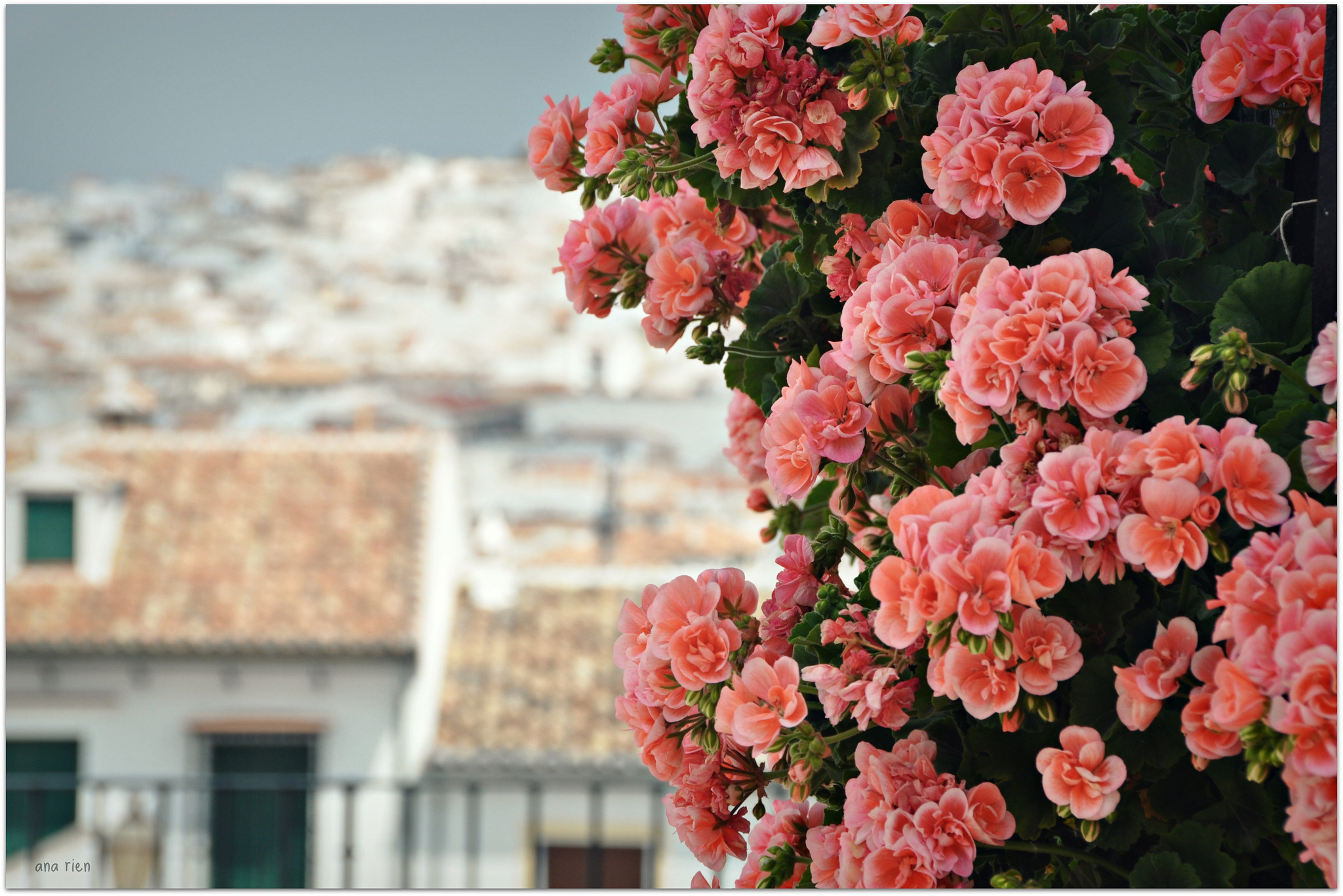 geranium, Blossoms, Bokeh Wallpaper