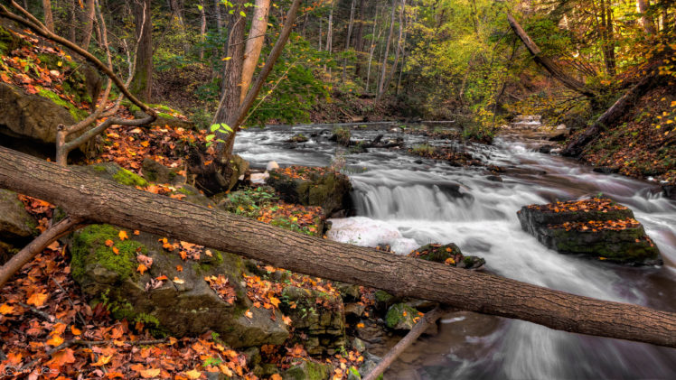 forest, River, Autumn, Trees, Nature HD Wallpaper Desktop Background