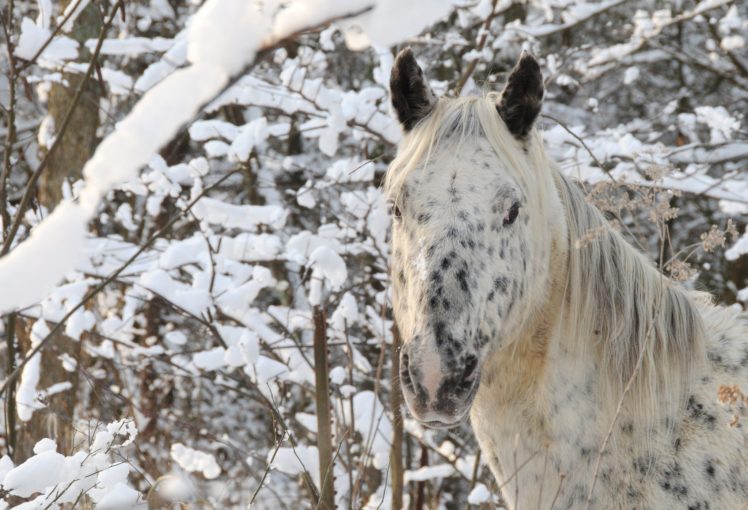 horse, Head, Face, Winter HD Wallpaper Desktop Background