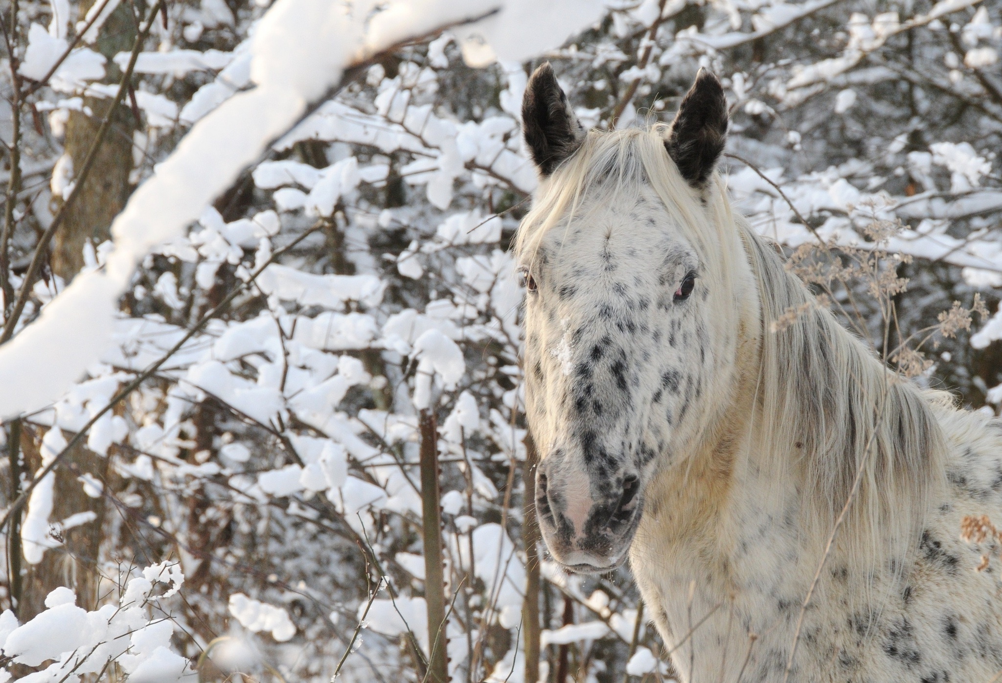 horse, Head, Face, Winter Wallpaper
