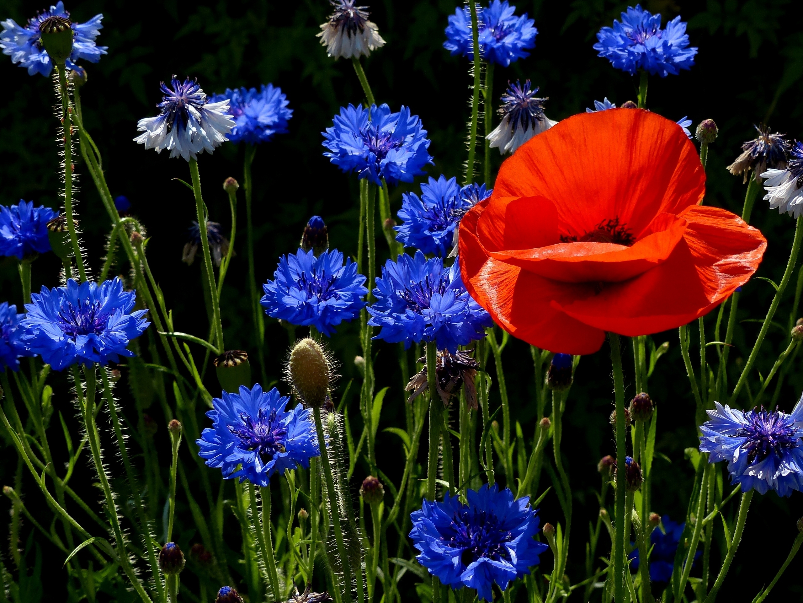 poppies, Flowers Wallpaper