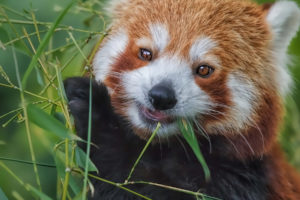 red, Panda, Bamboo, Eating