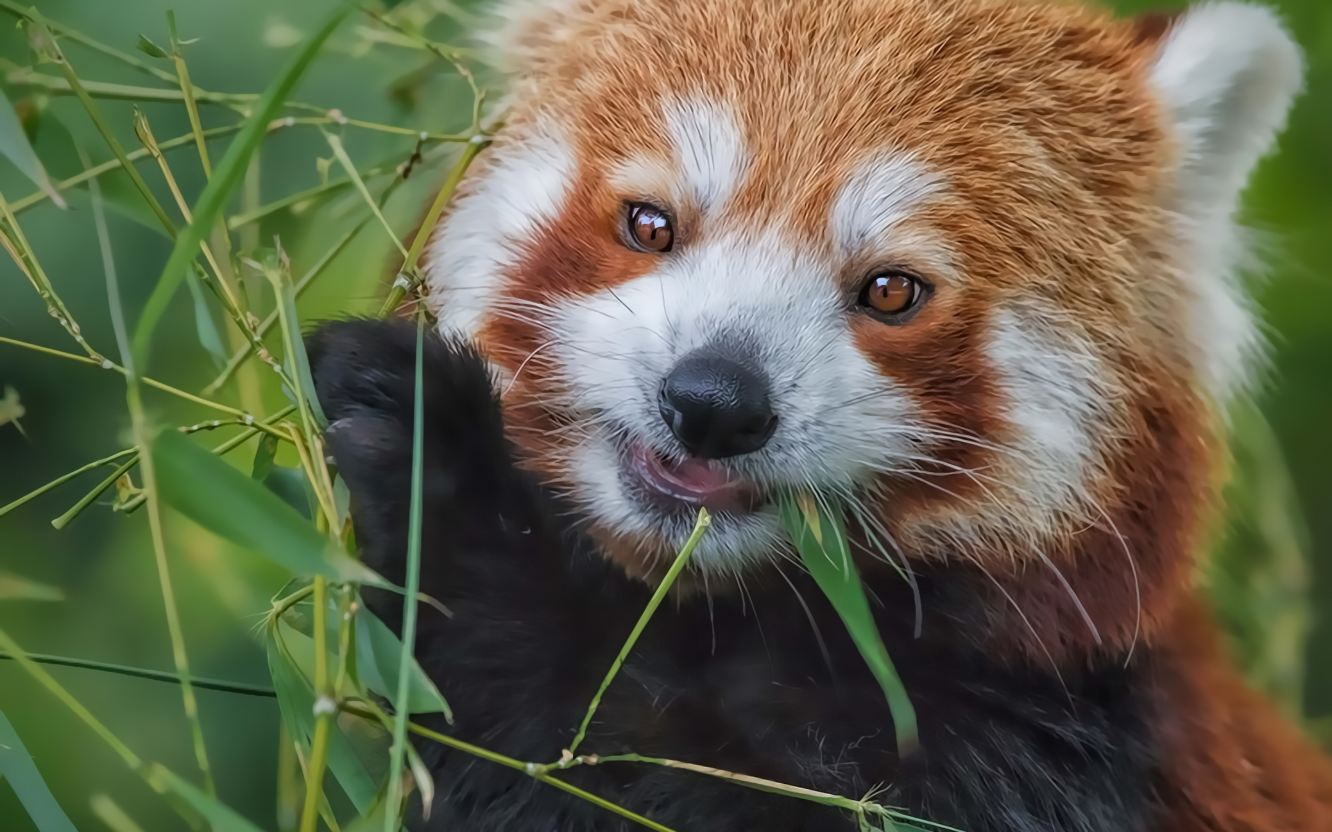 red, Panda, Bamboo, Eating Wallpaper
