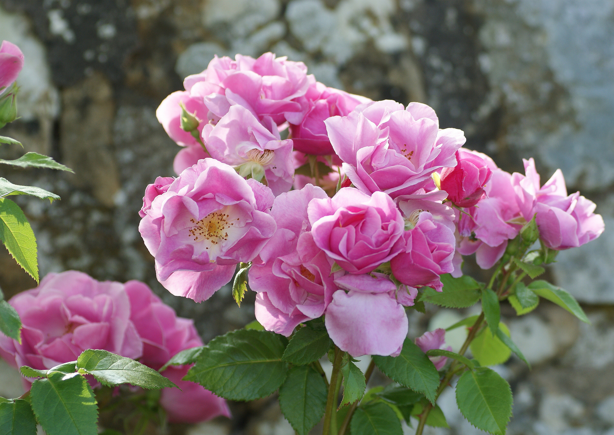 rose, Bush Wallpaper