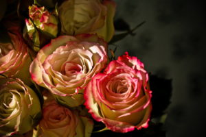 roses, Closeup, Flowers