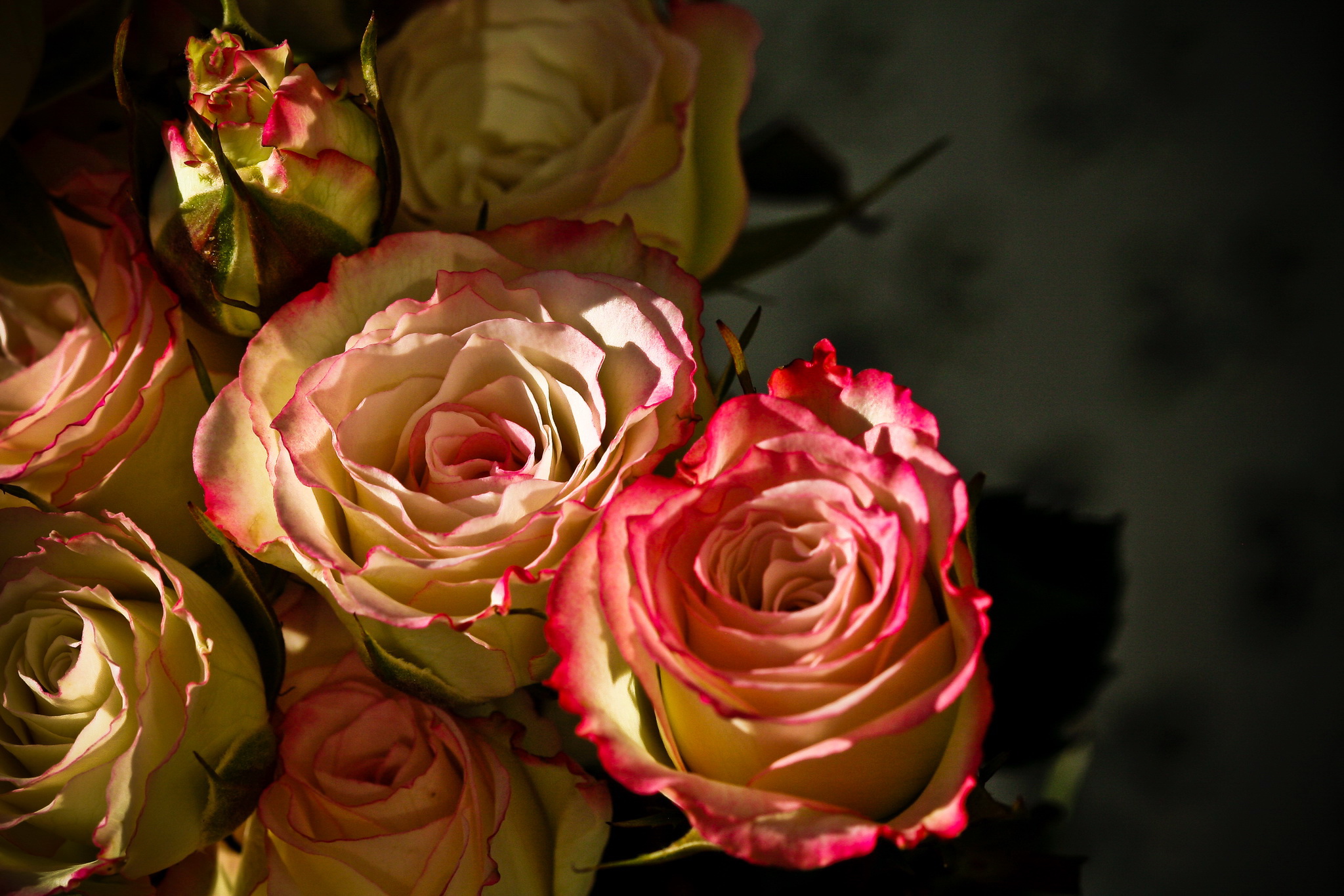 roses, Closeup, Flowers Wallpaper