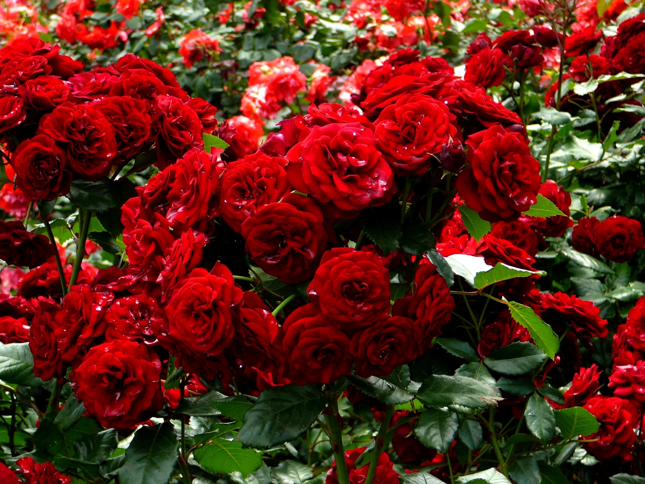 roses, Many, Red, Shrubs, Flowers Wallpaper