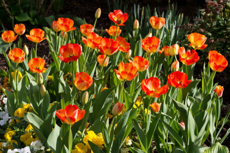 tulips, Flowers HD Wallpaper Desktop Background