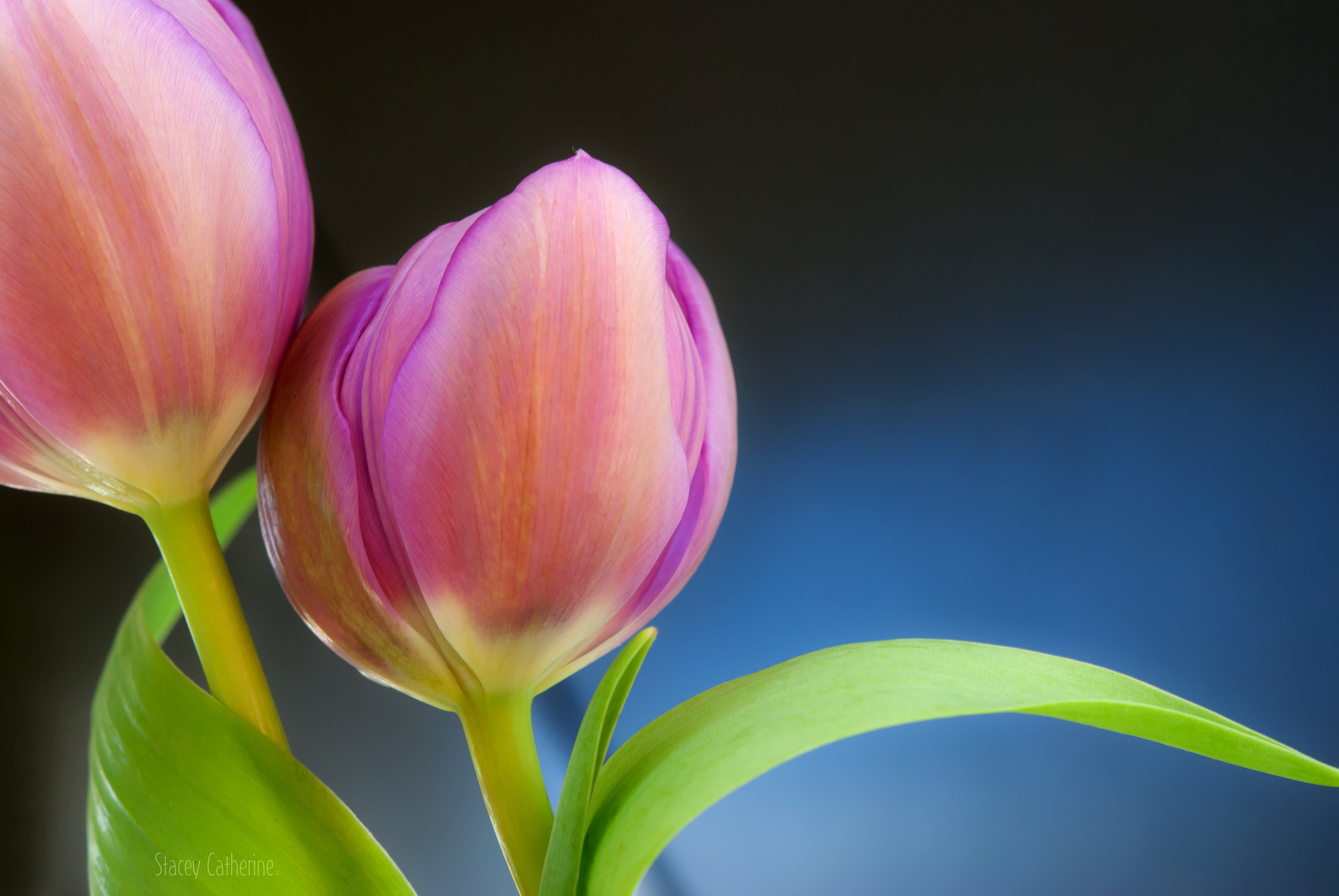 tulips, Buds, Close up Wallpaper