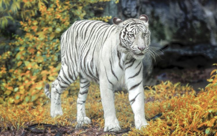 white, Tiger, Fall HD Wallpaper Desktop Background