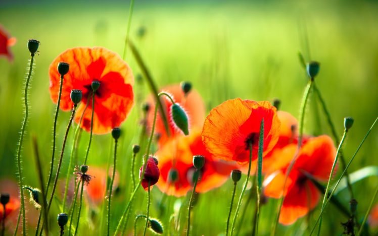 nature, Flowers, Poppy HD Wallpaper Desktop Background