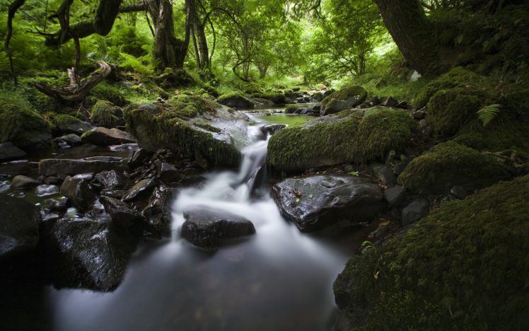 nature, Forest, Streams, Morning, Rivers HD Wallpaper Desktop Background